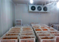 Zwiebel-/Tomaten-Kühlraum-Raum fertigte Größe mit kondensierender Einheit besonders an